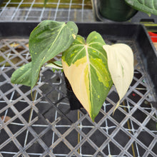 Load image into Gallery viewer, Philodendron Gloriosum variegated, Exact Plant Ships Nationwide
