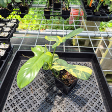 Load image into Gallery viewer, Philodendron Bipennifolium Variegated exact plant, Fedex 2day*
