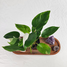 Load image into Gallery viewer, Philodendron White Princess, Exact Plant Variegated
