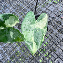 Load image into Gallery viewer, Alocasia Macrorhizza Black Stem, Exact Plant Variegated
