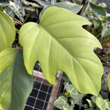 Load image into Gallery viewer, Philodendron Mayoi Aurea Variegated exact plant, Fedex 2day*
