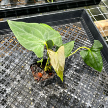 Load image into Gallery viewer, Anthurium Papillilaminum Fort Sherman, Exact Plant Ships Nationwide
