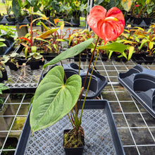 Load image into Gallery viewer, Anthurium Shibori Koi "orange speckled", Exact Plant Ships Nationwide
