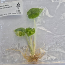 Load image into Gallery viewer, Alocasia Melo Aurea Variegated tissue culture 2DayAir
