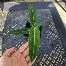 Load image into Gallery viewer, Anthurium Warocqueanum, Queen, Exact Plant Ships Nationwide
