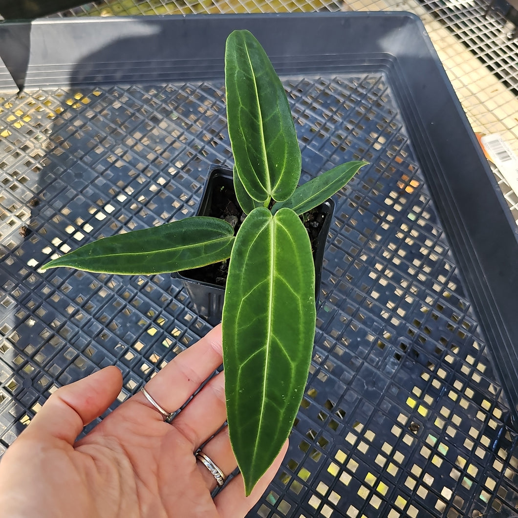 Anthurium Warocqueanum, Queen, Exact Plant Ships Nationwide