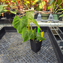 Load image into Gallery viewer, Philodendron Verrucosum Melon, Exact Plant Ships Nationwide
