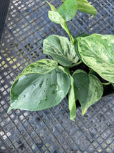 Load image into Gallery viewer, Philodendron Hederaceum, Heart Leaf, Variegated multi pot Ships Nationwide
