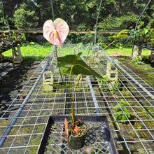 Load image into Gallery viewer, Anthurium Peppermint Splash, Shibori AFF, speckled , Exact Plant
