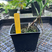 Load image into Gallery viewer, Syngonium Chiapense, Exact Plant Variegated
