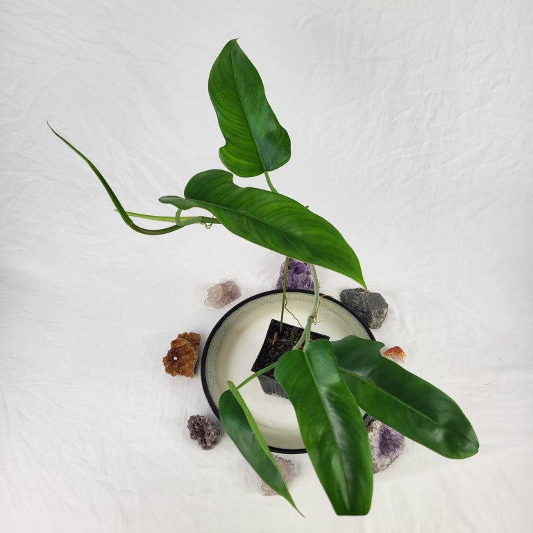 Philodendron Jerry Horne, Exact Plant Ships Nationwide