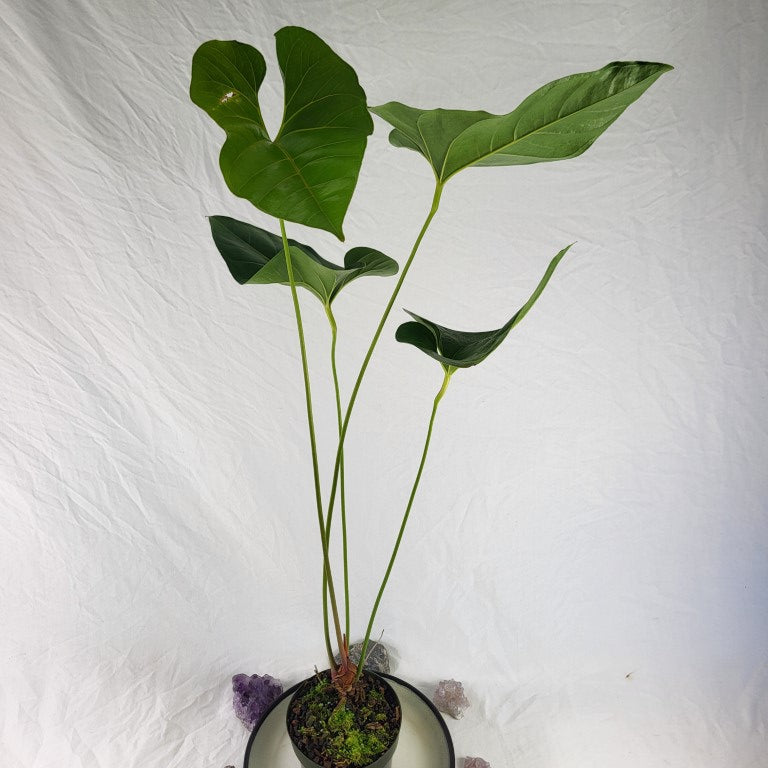 Anthurium Decipiens, Exact Plant Large