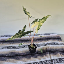 Load image into Gallery viewer, Alocasia sarian Albo, Exact Plant Ships Nationwide.
