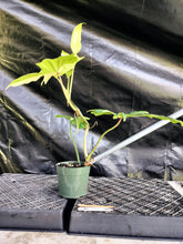 Load image into Gallery viewer, Philodendron Golden Dragon, Exact Plant Variegated Ships Nationwide
