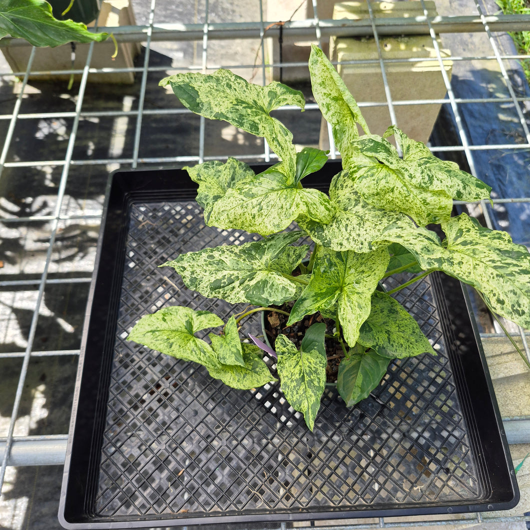 Syngonium Mojito, Exact Plant Variegated Ships Nationwide