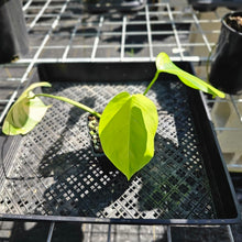 Load image into Gallery viewer, Monstera Borsigiana Aurea, Exact Plant Variegated Ships Nationwide
