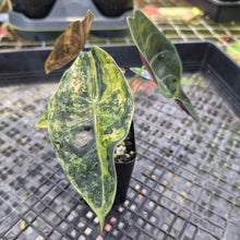 Load image into Gallery viewer, Alocasia Sedenii Aurea Variegated, Exact Plant Ships Nationwide
