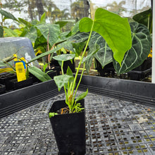 Load image into Gallery viewer, Anthurium Warocqueanum x noid, Exact Plant Ships Nationwide
