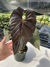 Load image into Gallery viewer, Anthurium Moodeanum, Exact Plant
