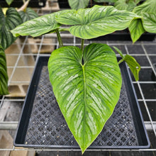 Load image into Gallery viewer, Philodendron Mamei, Exact Plant Ships Nationwide
