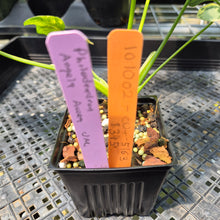 Load image into Gallery viewer, Philodendron Angela Aurea variegated, Exact Plant
