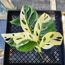 Load image into Gallery viewer, Monstera Adansonii Albo Tricolor, Exact Plant Variegated Ships Nationwide
