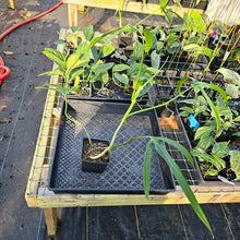 Load image into Gallery viewer, Philodendron Holtonianum, Exact Plant 4&#39;&#39; pot Ships Nationwide
