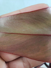 Load image into Gallery viewer, Strawberry Shake, exact plant, variegated Philodendron, ships nationwide
