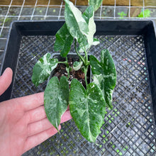 Load image into Gallery viewer, Alocasia Odora, Okinawa Silver, Exact Plant Variegated Multi top plant
