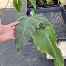 Load image into Gallery viewer, Philodendron Corsinianum, Exact Plant Ships Nationwide
