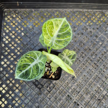 Load image into Gallery viewer, Alocasia Ninja, Exact Plant Variegated Ships Nationwide
