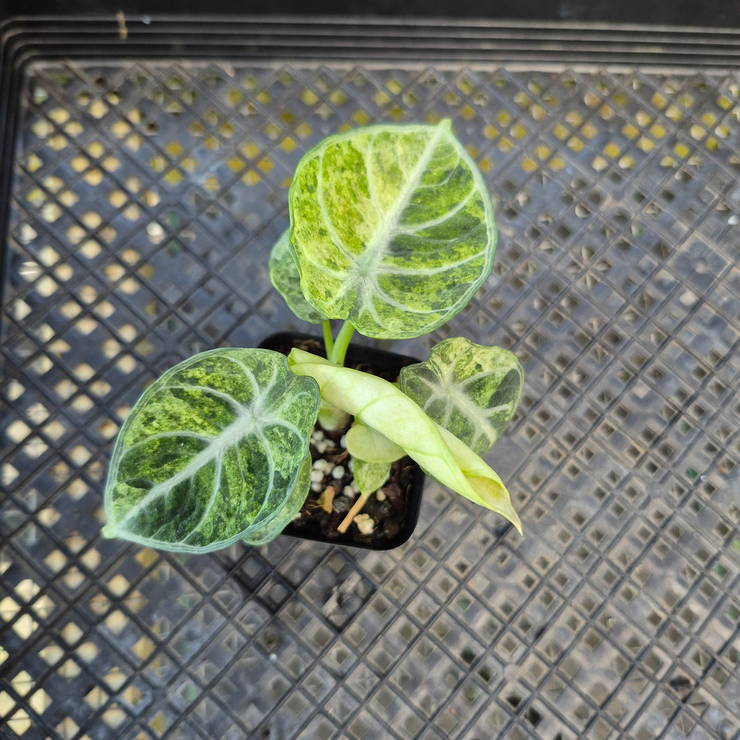 Alocasia Ninja, Exact Plant Variegated Ships Nationwide