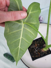 Load image into Gallery viewer, Frydek, exact plant, variegated Alocasia, ships nationwide
