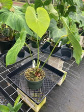 Load image into Gallery viewer, Anthurium Faustomirandae, Faustino&#39;S Giant, Exact Plant Ships Nationwide
