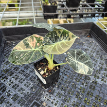 Load image into Gallery viewer, Alocasia Black Velvet Pink variegated exact plant, Fedex 2day*
