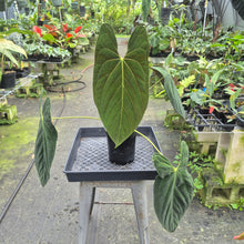 Load image into Gallery viewer, Anthurium Papillilaminum Fort Sherman exact plant, Fedex 2day*
