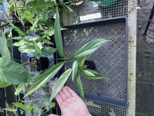 Load image into Gallery viewer, Epipremnum Amplissimum, Exact Plant Variegated Ships Nationwide
