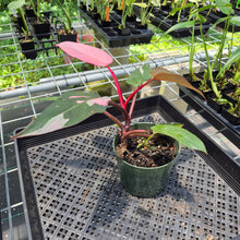 Load image into Gallery viewer, Philodendron Pink Princess Variegated exact plant, Fedex 2day*
