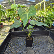 Load image into Gallery viewer, Anthurium Macrolobium, Exact Plant Ships Nationwide
