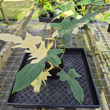 Load image into Gallery viewer, Philodendron Golden Dragon, Exact Plant Variegated
