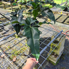 Load image into Gallery viewer, Philodendron Thaumatophyllum Goeldii X Selloum "African Fantasy, Exact Plant
