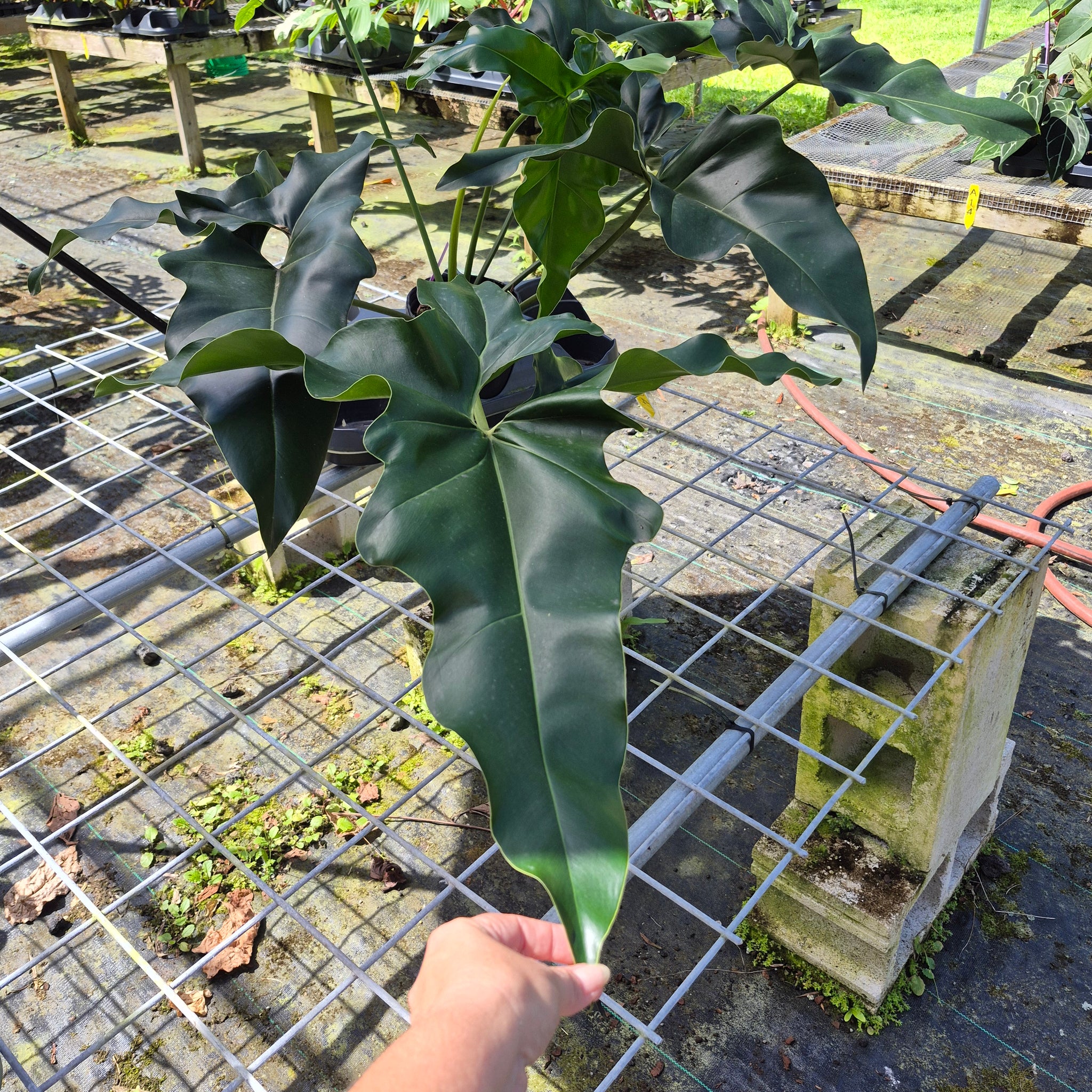 Philodendron Thaumatophyllum Goeldii X Selloum 