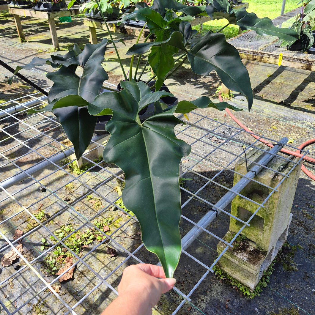 Philodendron Thaumatophyllum Goeldii X Selloum 