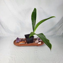 Load image into Gallery viewer, Philodendron Crassinervium, Exact Plant Ships Nationwide
