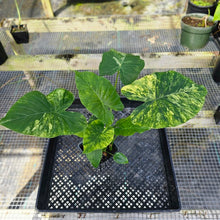 Load image into Gallery viewer, Alocasia Gageana Aurea, Exact Plant Variegated with babies
