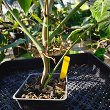 Load image into Gallery viewer, Philodendron Joepii, Exact Plant Ships Nationwide
