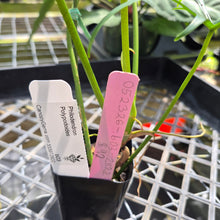 Load image into Gallery viewer, Philodendron Polypodoides, Exact Plant Ships Nationwide
