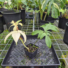 Load image into Gallery viewer, Philodendron Florida Ghost, Exact Plant
