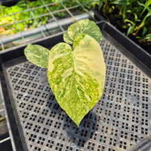 Load image into Gallery viewer, Monstera Deliciosa Green Snow variegated exact plant, Fedex 2day*
