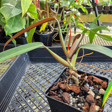 Load image into Gallery viewer, Philodendron Bicolor, Exact Plant Ships Nationwide
